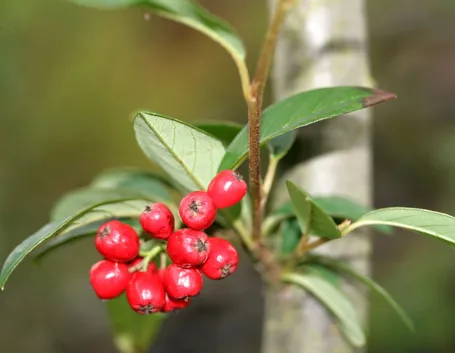 cotoneaster pendulus