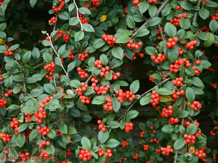 bacche di cotonaster