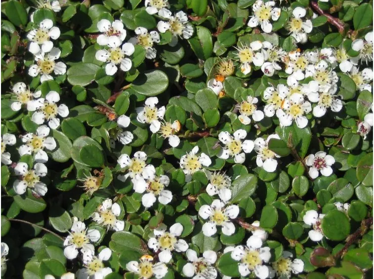 cotoneaster dammeri var radicans