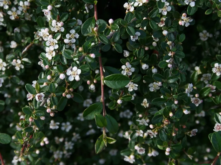 cotonastro fiorito