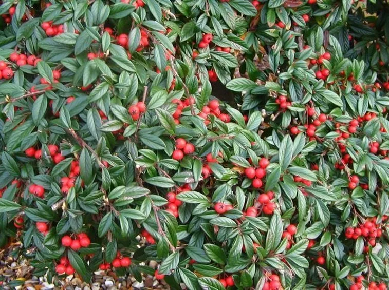 Cotoneaster Salicifolia