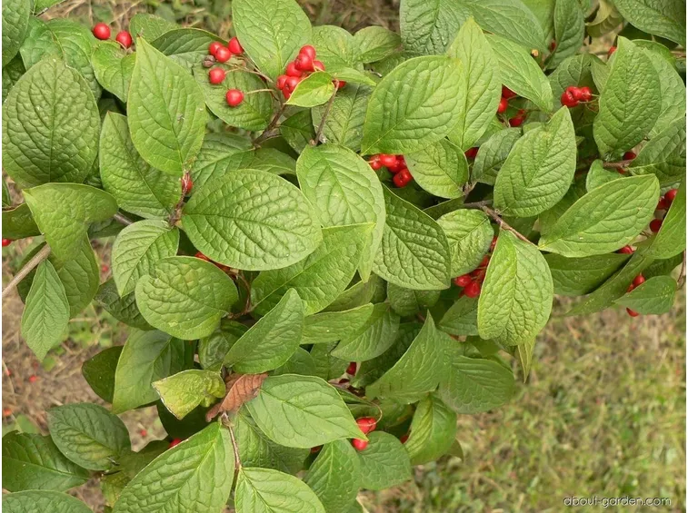 Cotoneaster Bullatus