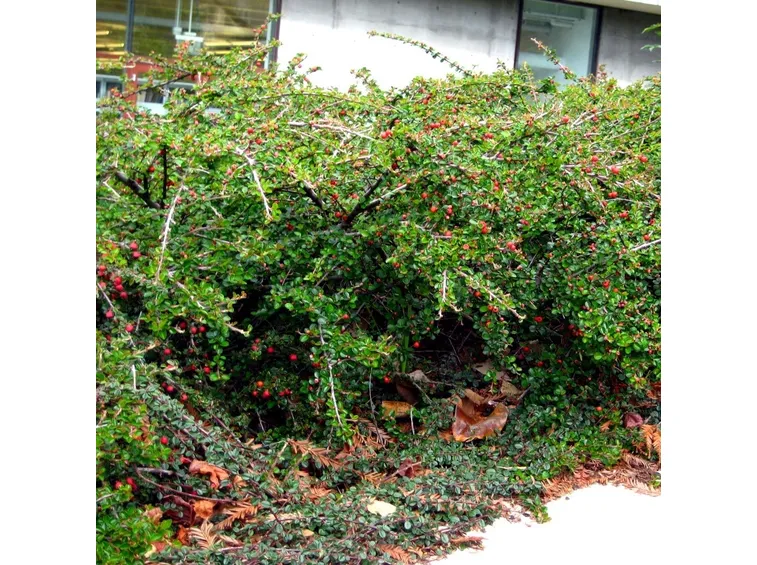 Cotoneaster Horizzontalis