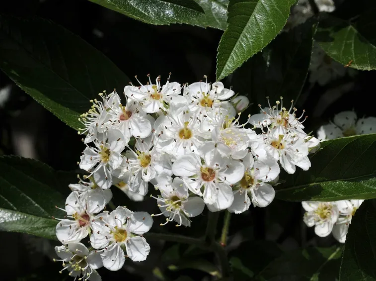 biancospino