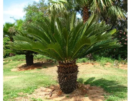 Cycas