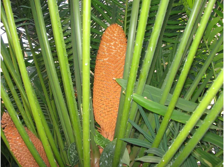 Coltivazione cycas