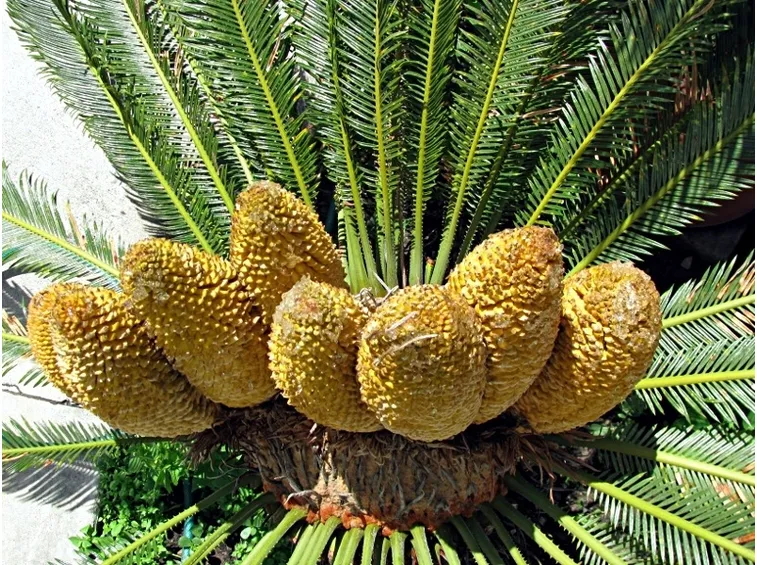 Cycas