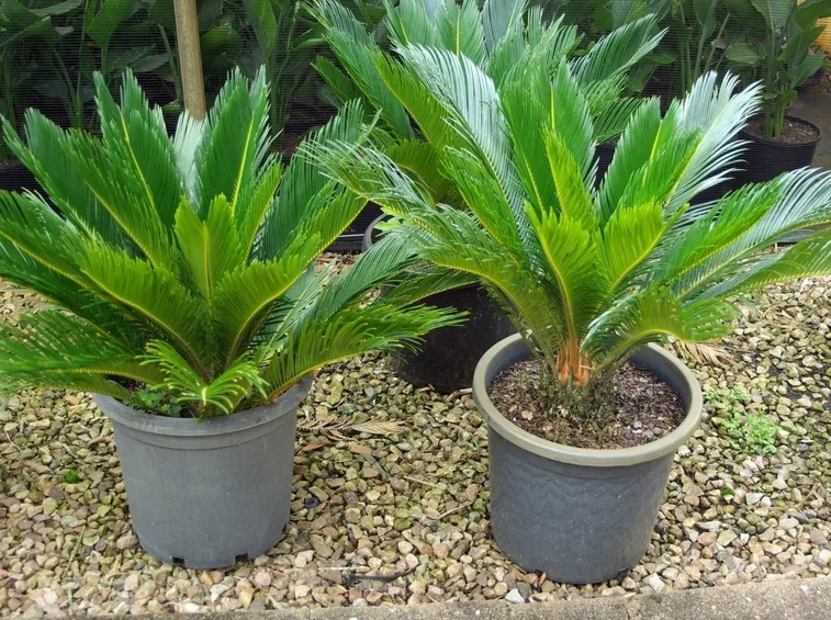 Terreno cycas