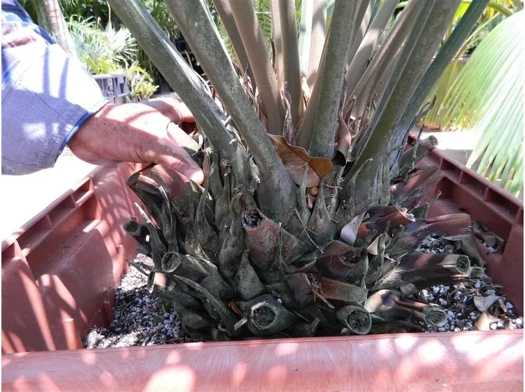 polloni cycas