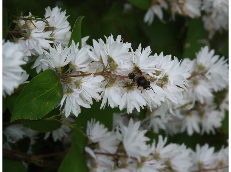deuzia scabra