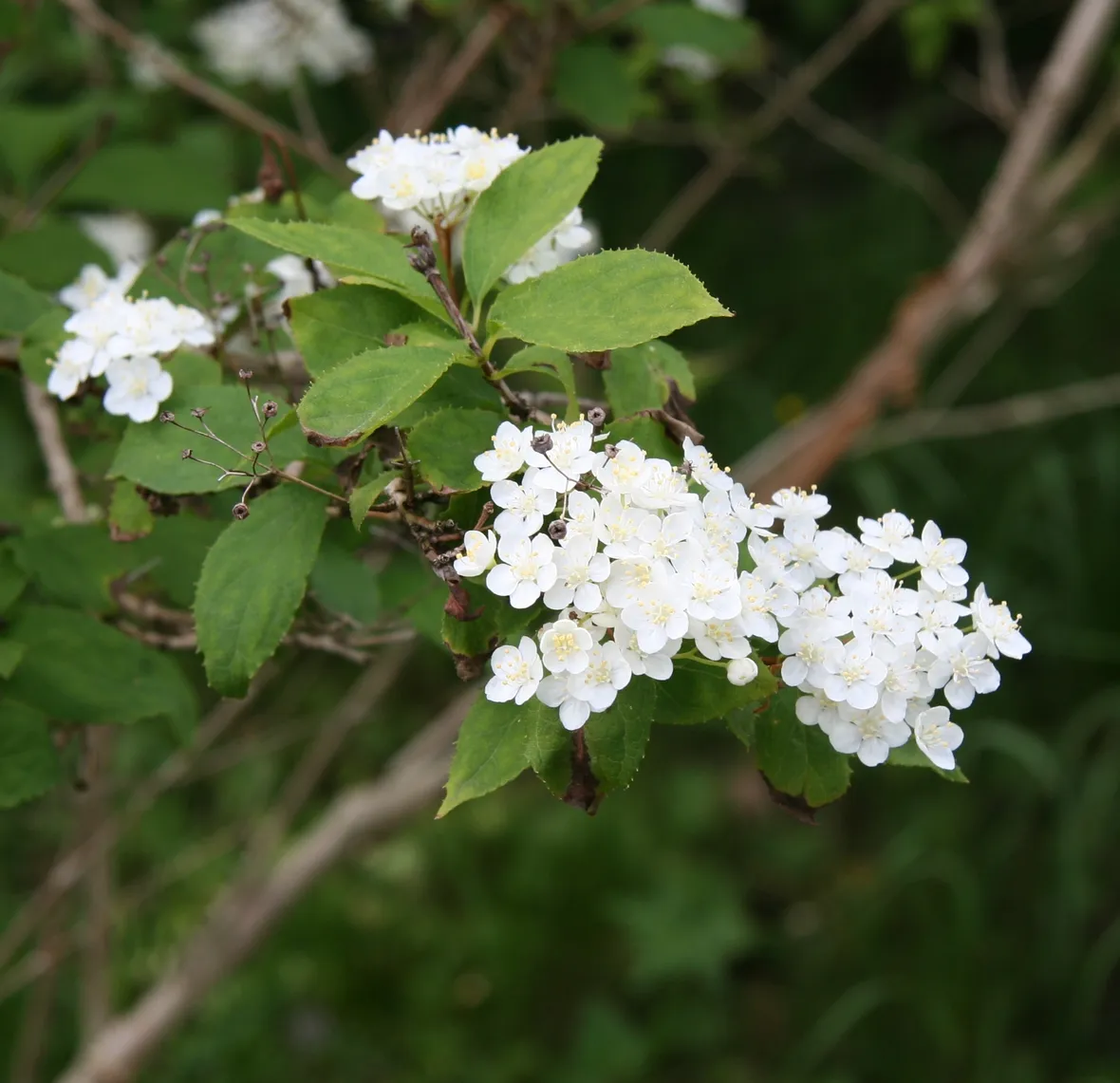 Deutzia