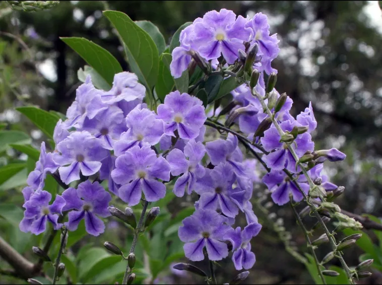 Duranta erecta