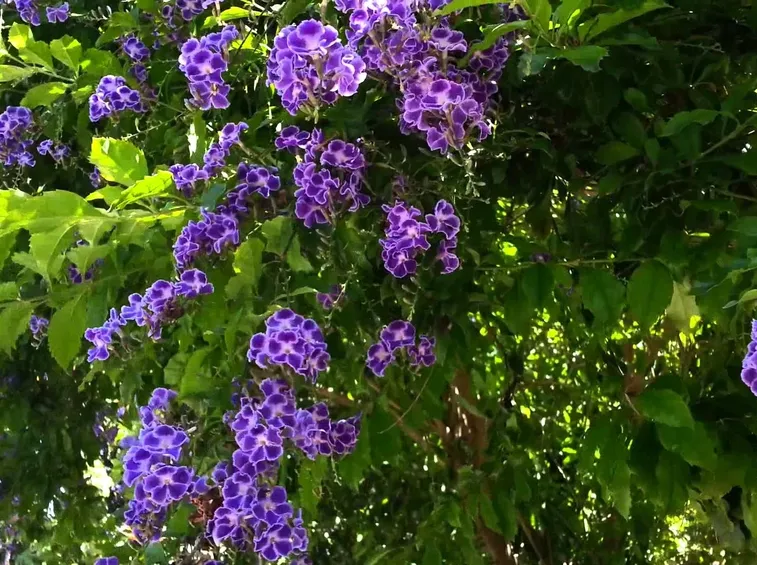 duranta