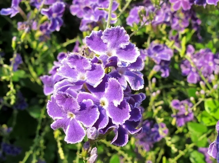 duranta repens