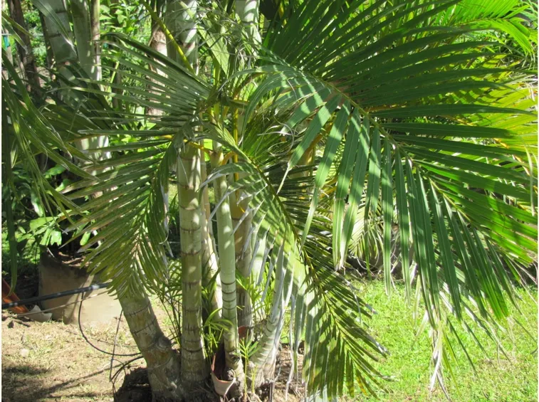 Palma dypsis