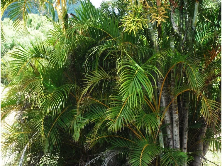 dypsis