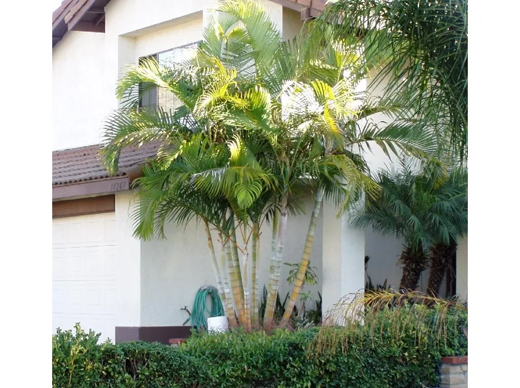 palma dypsis
