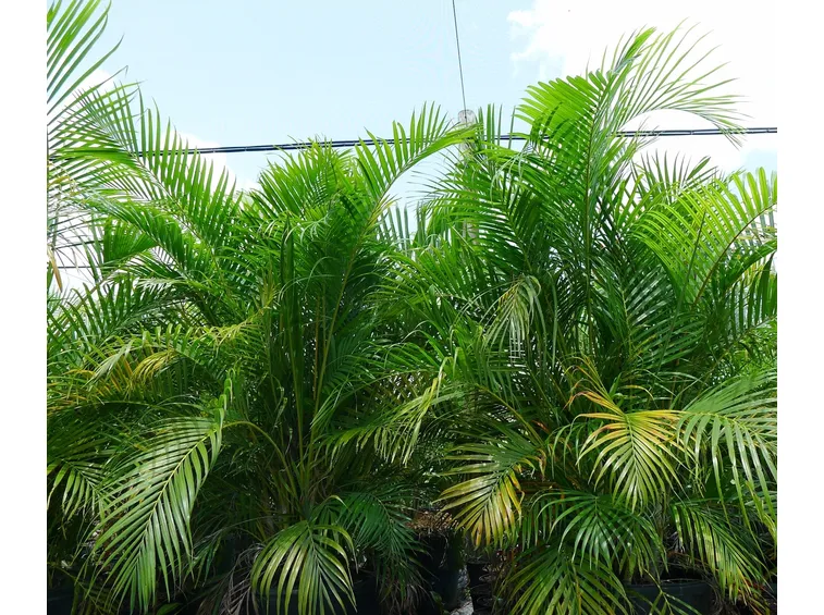 dypsis