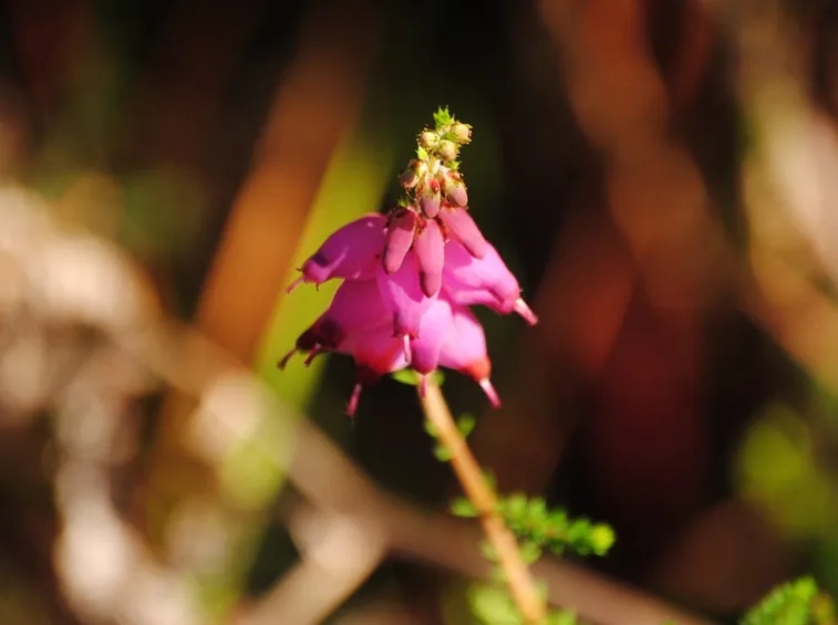 Erica ciliaris