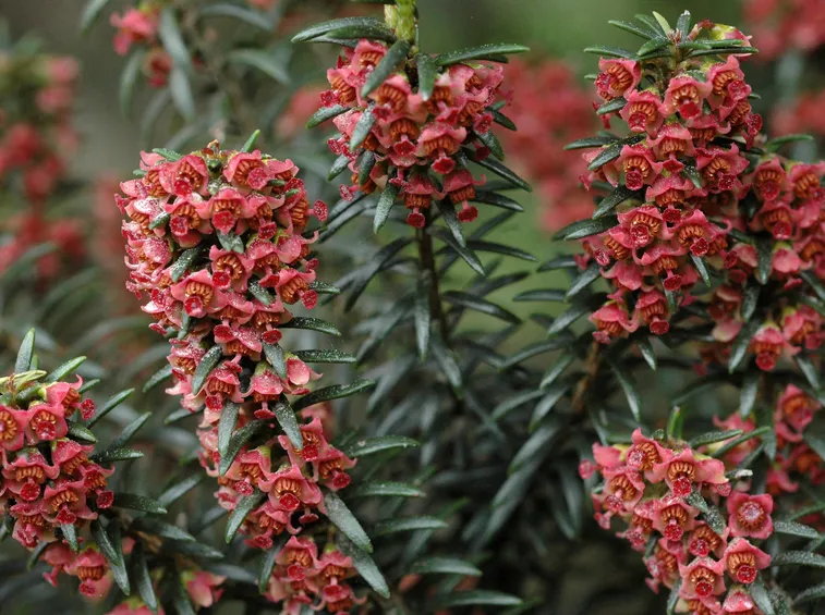 Erica scoparia