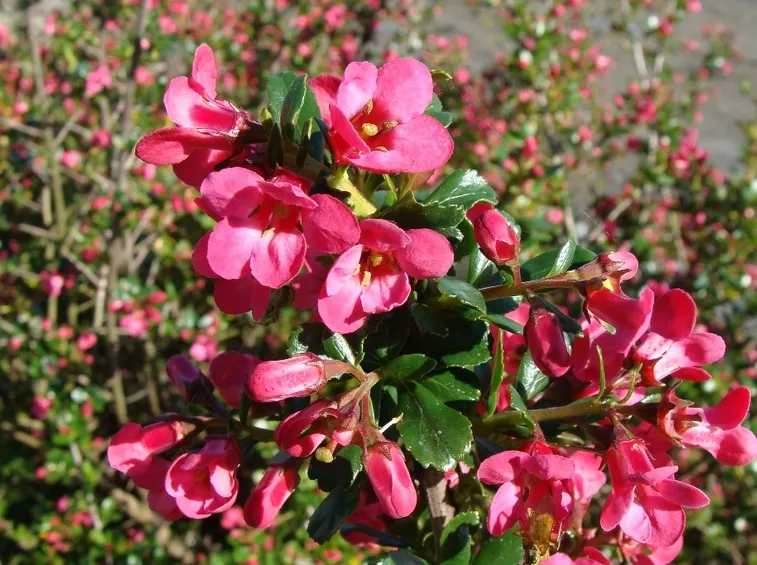 Escallonia