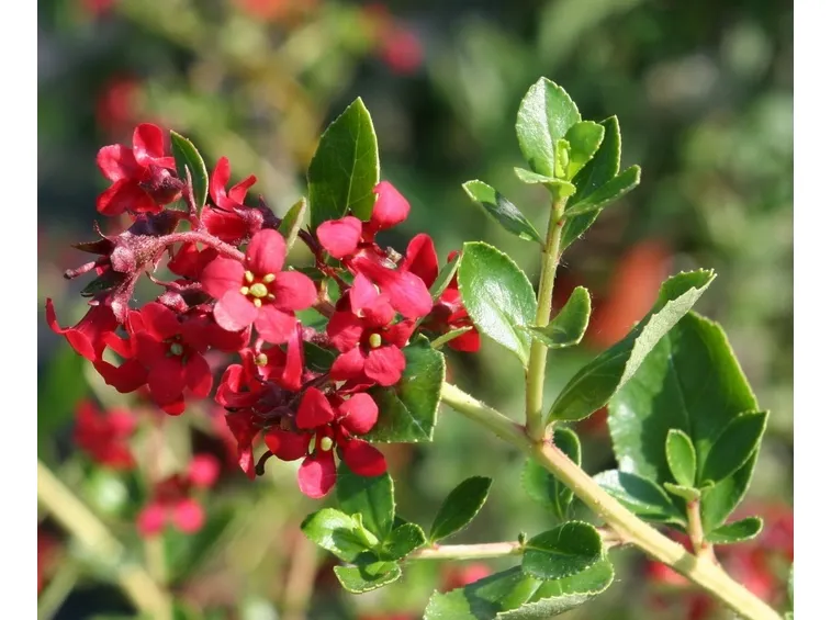 Escallonia 