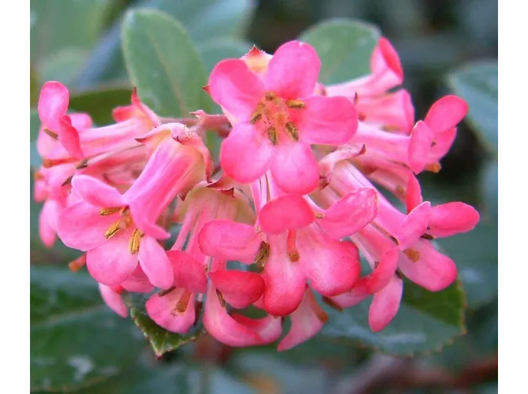 Escallonia 
