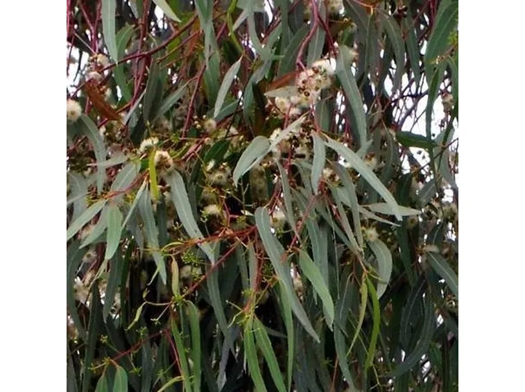 eucalyptus glob