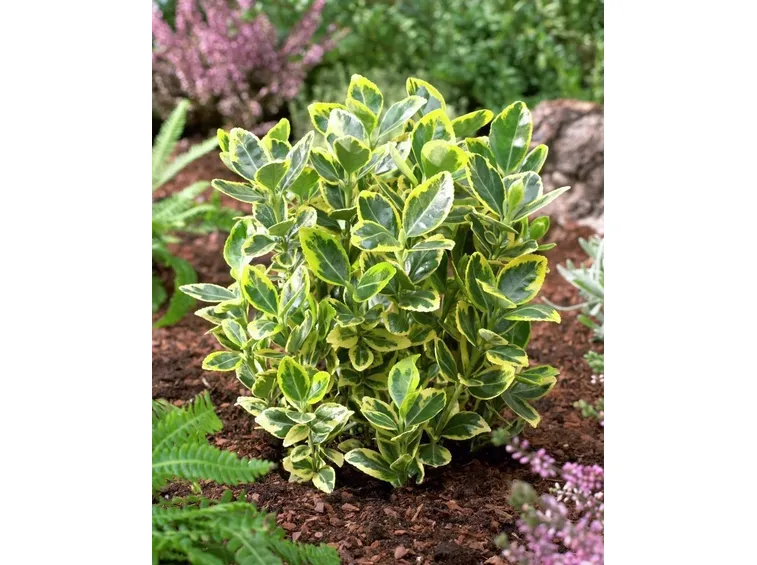 Euonymus japonicus