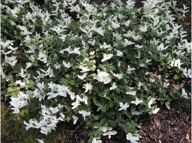 Euonymus fortunei 'Harlequin'