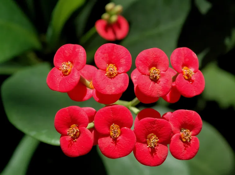 euforbia milii