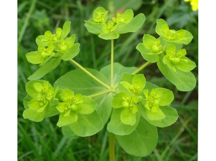 euforbia helioscopia