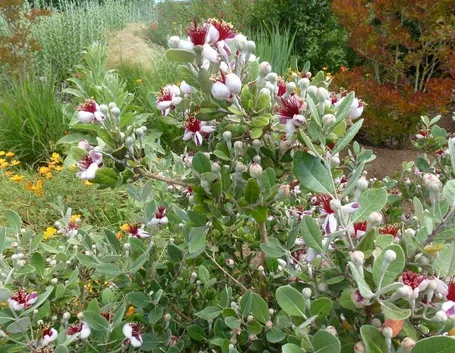 Feijoa fiore