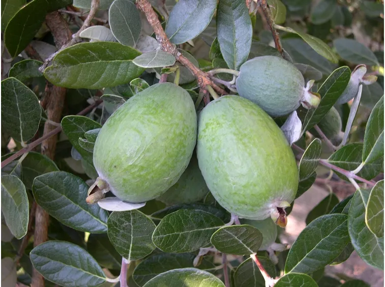 Acca frutto