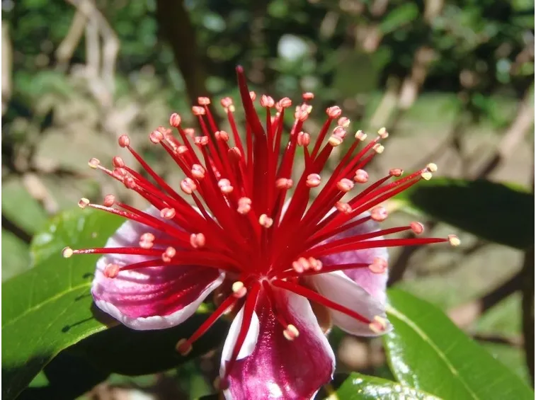 fiori feijoa