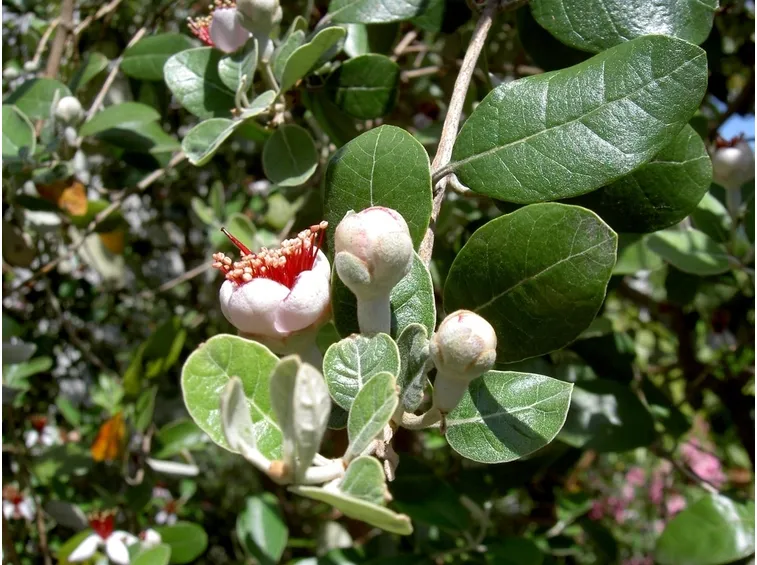 acca sellowiana