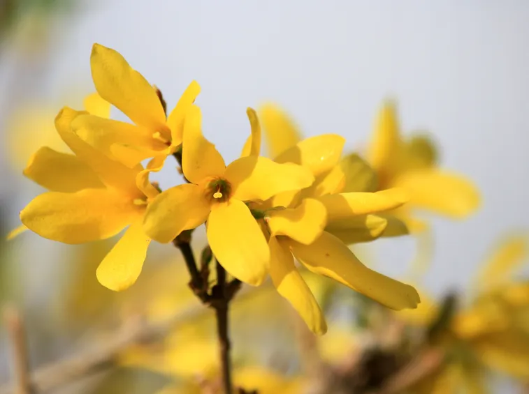 forsythia