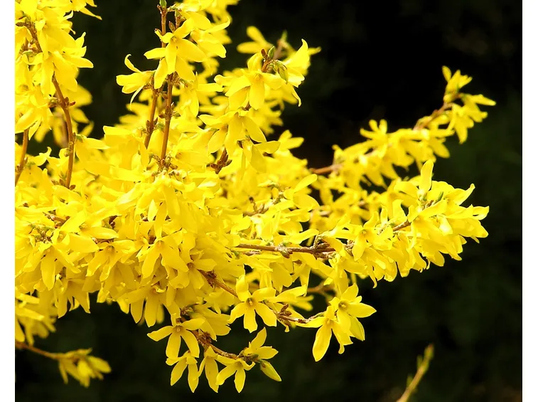 forsythia