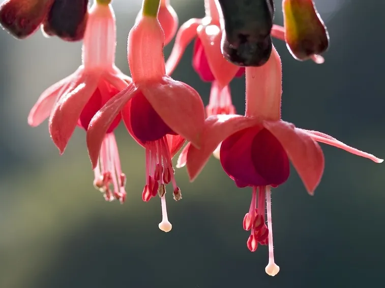 fucsia