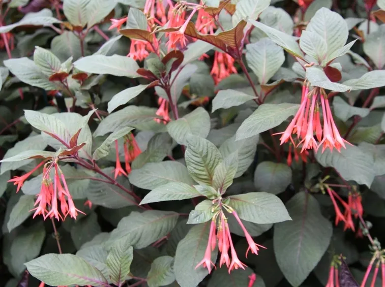 Substrato fucsia