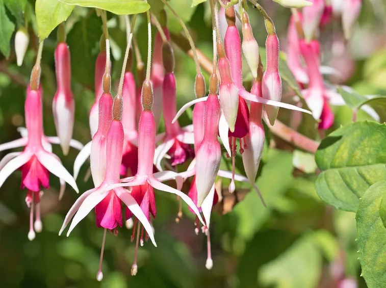 Irrigazione fucsia