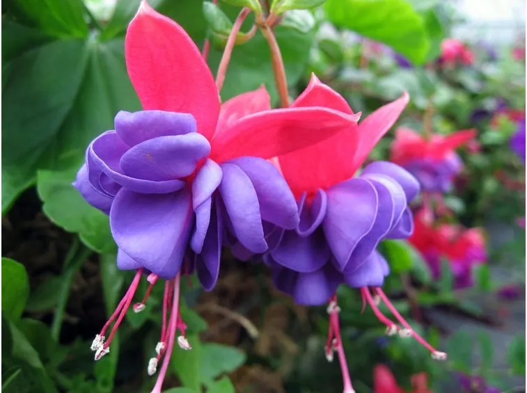 Potatura fucsia