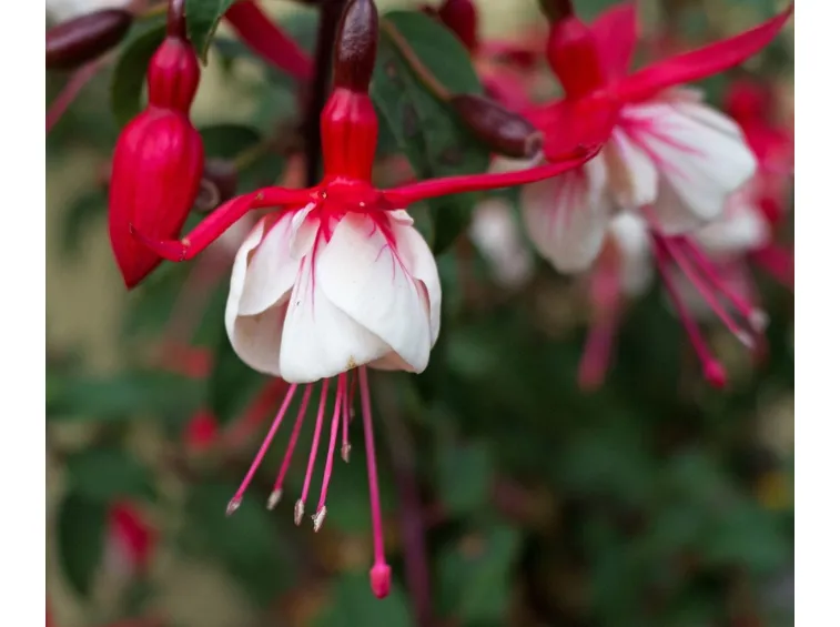 fuchsia