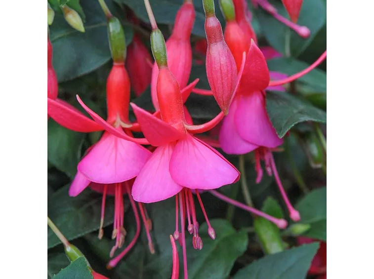 fuchsia
