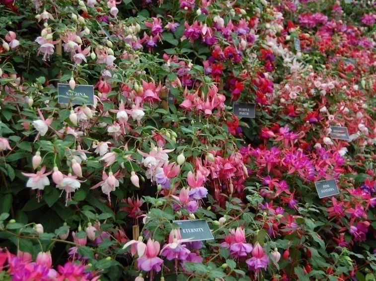 terreno fucsia