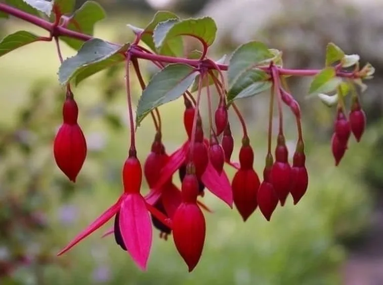 fiori fucsia