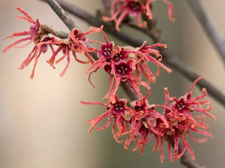 Hamamelis japonica