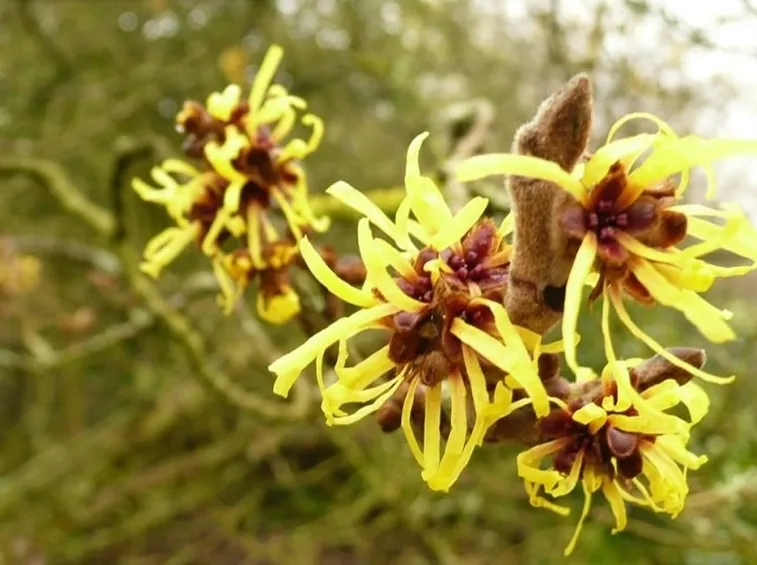 Hamamelis mollis
