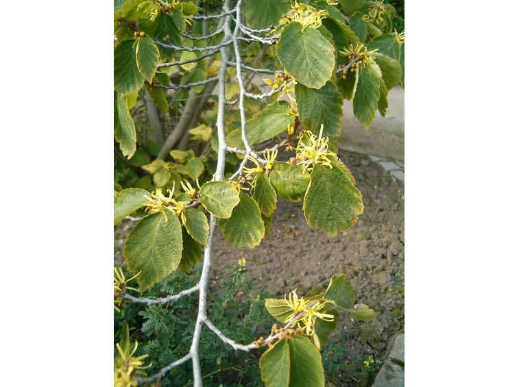 Hamamelis virginiana