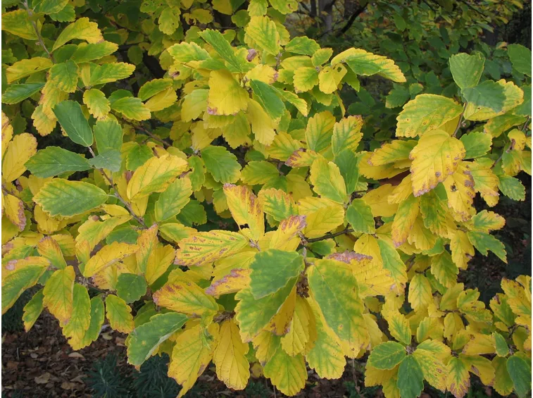 Hamamelis Vernalis
